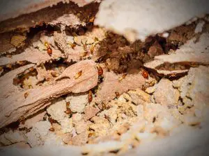 signs of termites