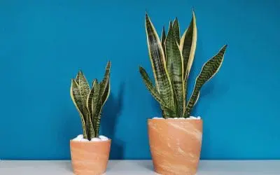 Pet-Friendly Safe Indoor Plants