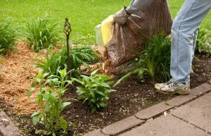 help the garden survive summer