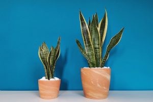 Safe indoor plants