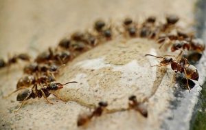 repel ants
