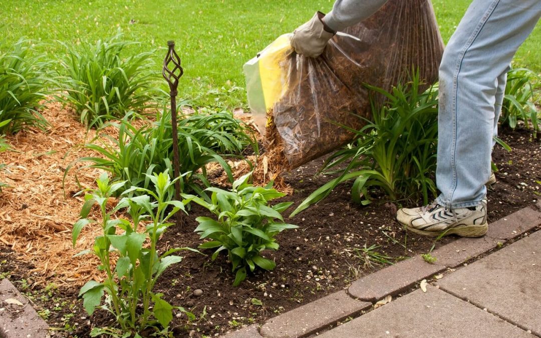 5 Tips to Help Your Garden Survive Summer
