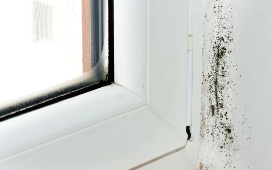 mold growth in the home